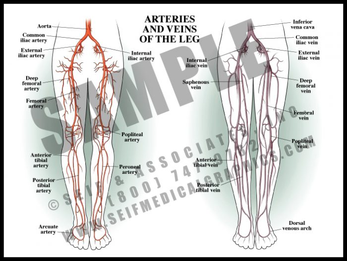 Medical Illustration of Arteries and Veins of The Leg