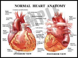 Medical Illustration of Normal Heart Anatomy