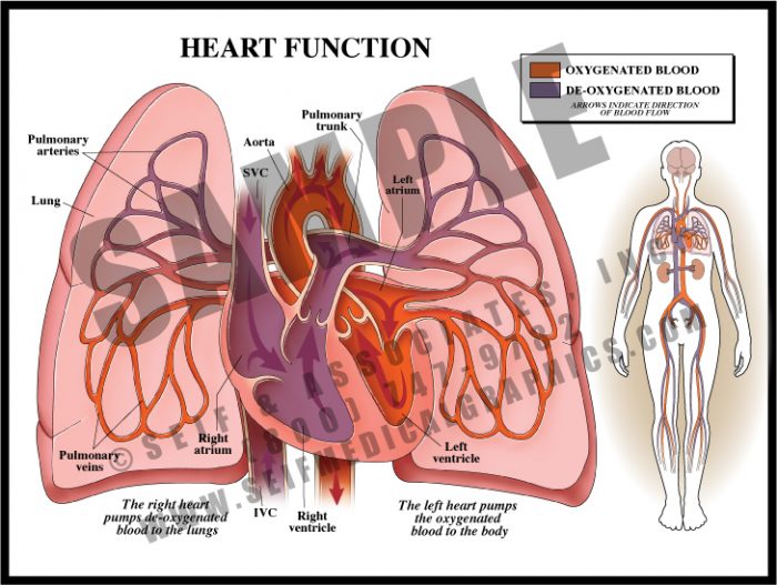 Medical Illustration of Heart Function