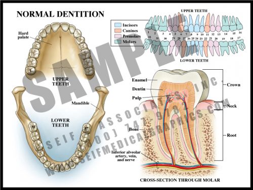 Medical Illustration of Normal Dentition