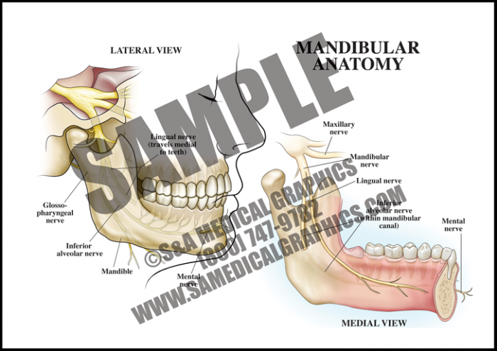 Medical Illustration of Mandibular Anatomy
