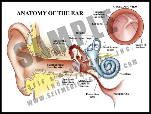 Medical Illustration of Anatomy of The Ear