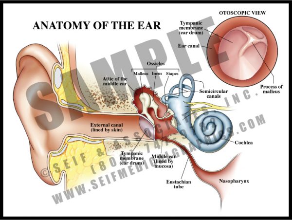 Anatomy Of The Ear Ppt