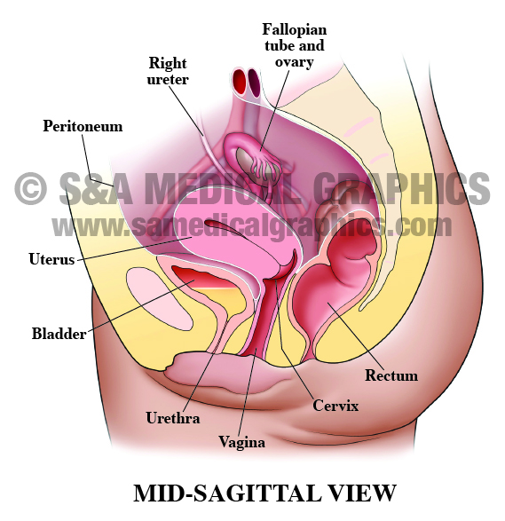 Medical Illustration Female Pelvic Anatomy