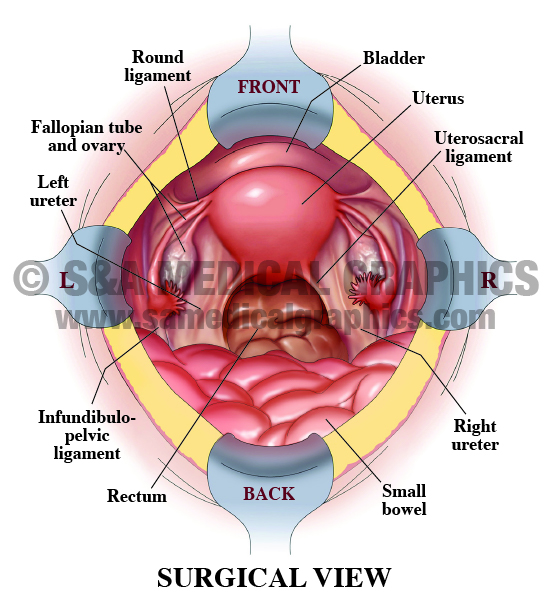 Medical Illustration Female Pelvic Anatomy