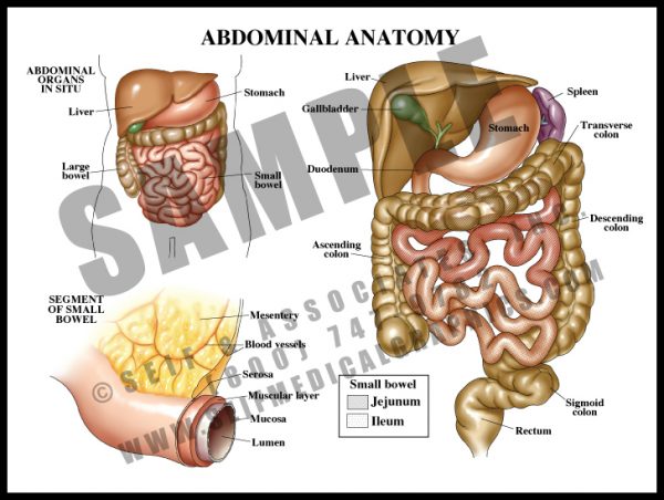 Blood Supply to Small Bowel - S&A Medical Graphics