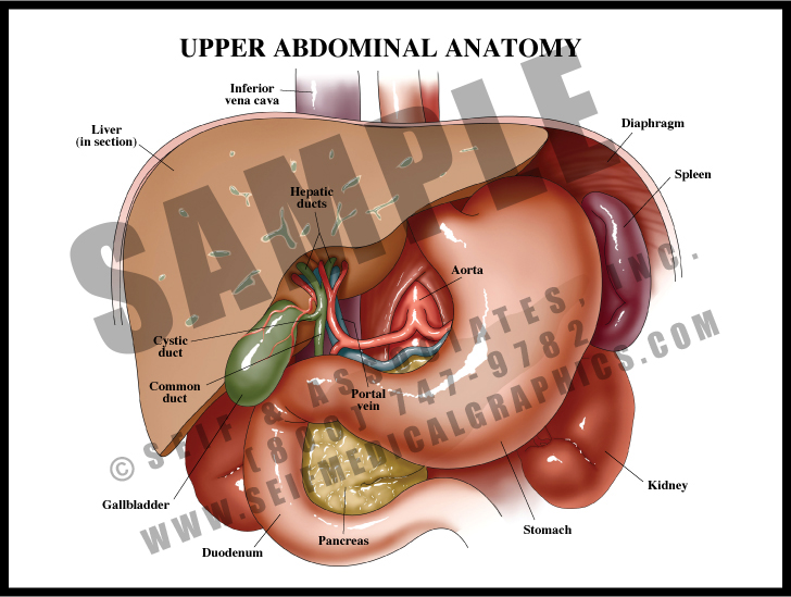 Medical Illustration of Upper Abdominal Anatomy
