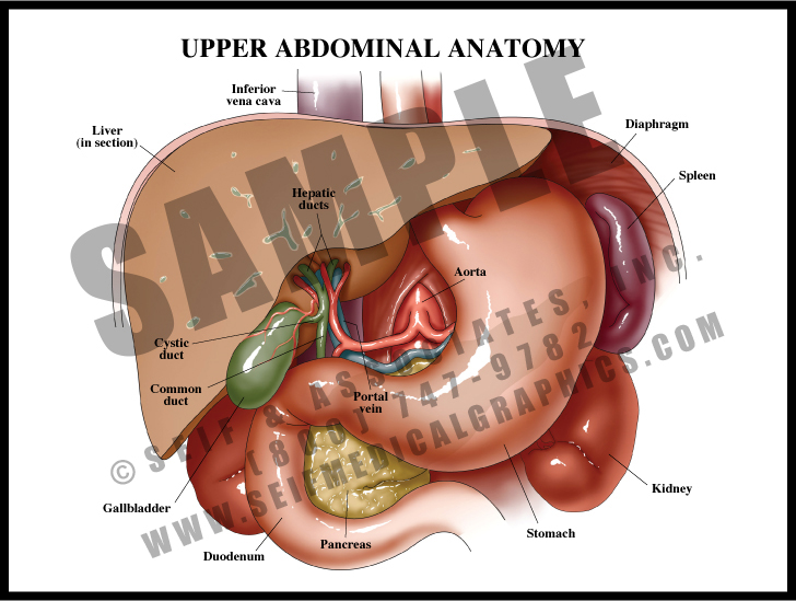 Upper Abdominal Anatomy S&A Medical Graphics