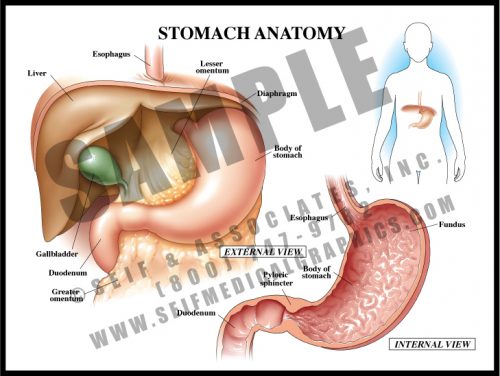 Medical Illustration of Stomach Anatomy