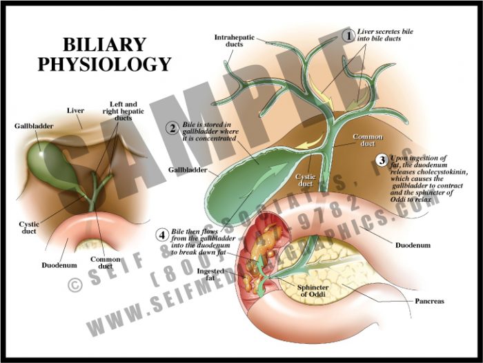 Medical Illustration of Biliary Physiology
