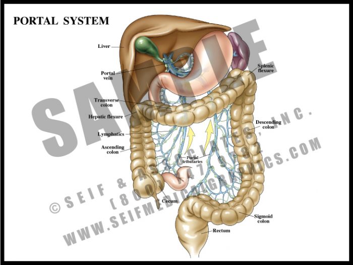 Medical Illustration of Portal System