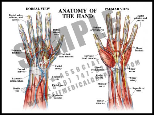 Medical Illustration of Anatomy of The Hand