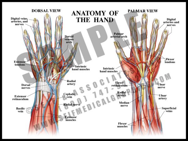 Anatomy of the Hand - S&A Medical Graphics
