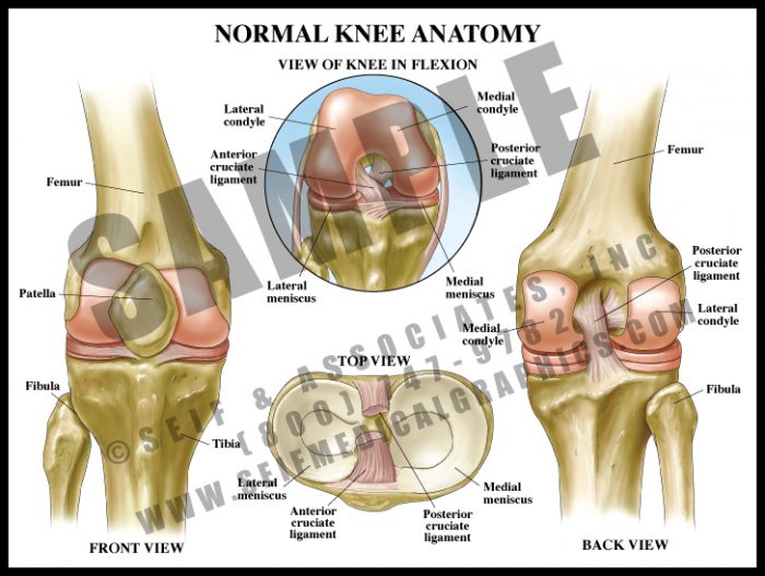 Medical Illustration of Normal Knee Anatomy