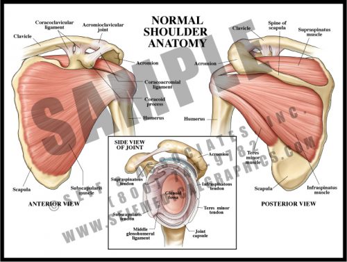 Medical Illustration of Normal Shoulder Anatomy