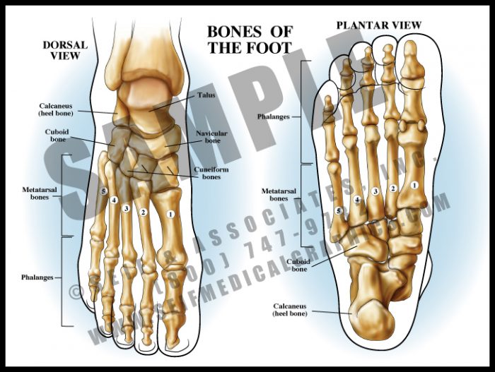 Medical Illustration of Bones of The Foot