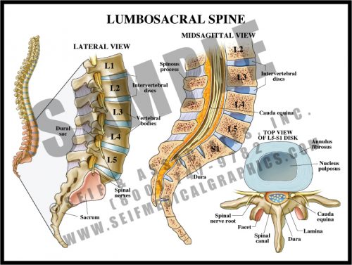 Medical Illustration of Lumbosacral Spine