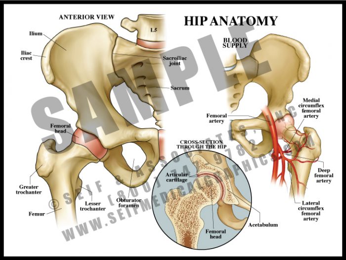 Medical Illustration of Hip Anatomy