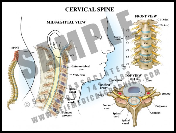 Medical Illustration of Cervical Spine