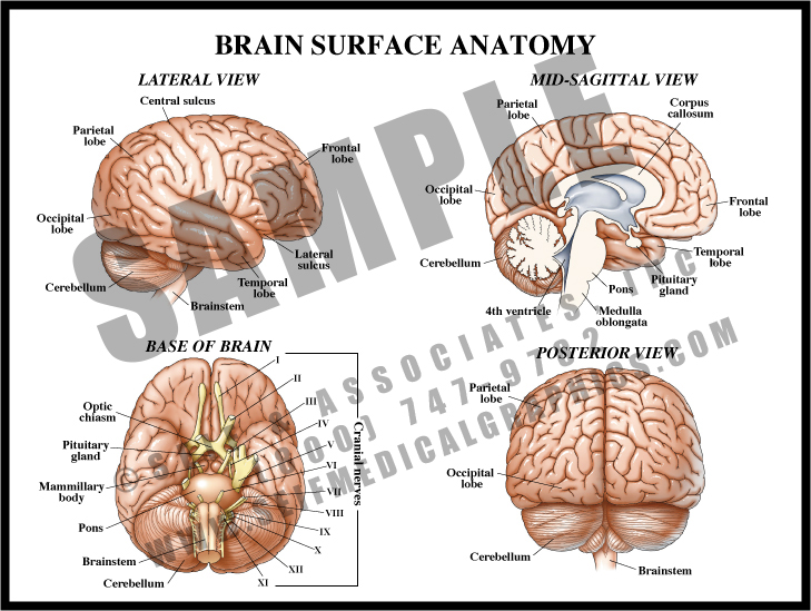 Medical Illustration of Brain Surface Anatomy