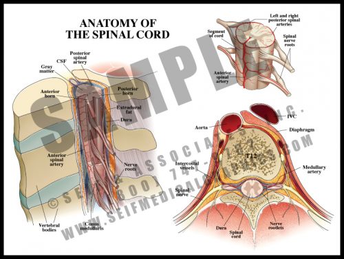 Medical Illustration of Anatomy of The Spinal Cord