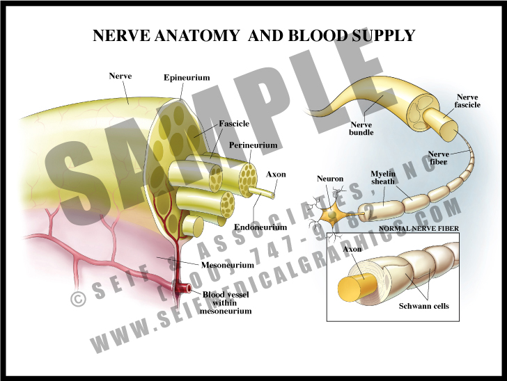 Medical Illustration of Nerve Anatomy and Blood Supply