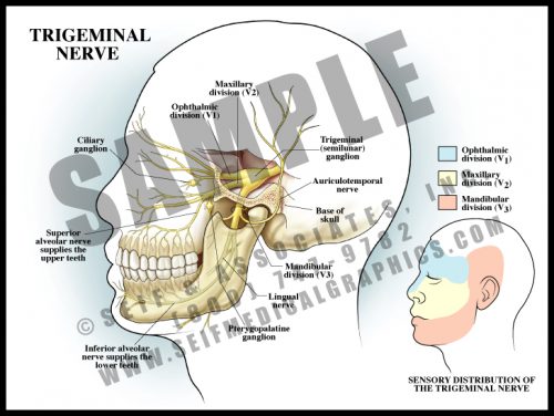 Medical Illustration of Trigeminal Nerve