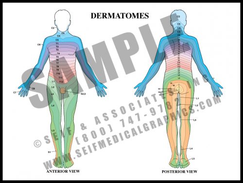 Medical Illustration of Dermatomes