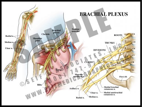 Medical Illustration of Brachial Plexus