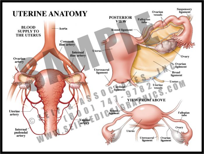 Medical Illustration of Uterine Anatomy