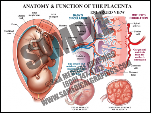 Medical Illustration of Anatomy and Function of The Placenta