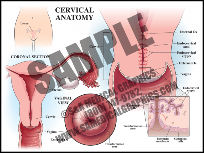 Medical Illustration of Cervical Anatomy