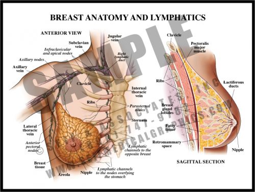 Medical Illustration of Breast Anatomy and Lymphatics