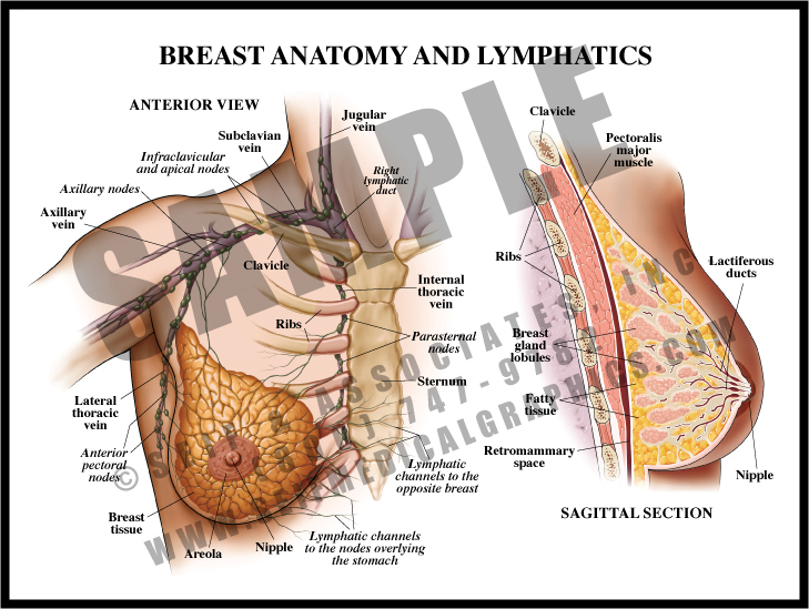 Breasts - Female Anatomy Muscles Stock Illustration - Illustration of  nipple, muscular: 41041649