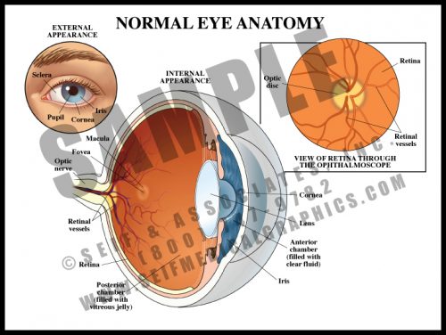 Medical Illustration of Normal Eye Anatomy