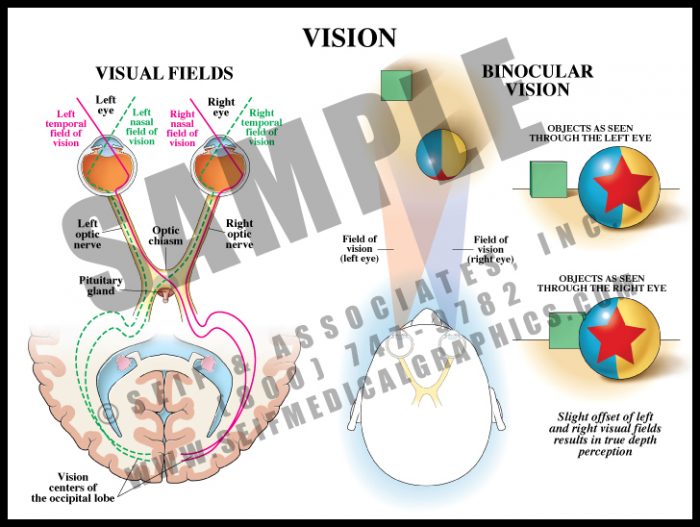 Medical Illustration of Vision