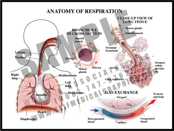 Sinus Anatomy - S&A Medical Graphics