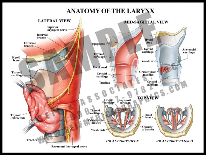 Medical Illustration of Anatomy of The Larynx