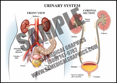 Medical Illustration of Urinary System