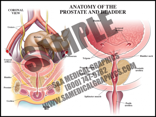 Medical Illustration of Anatomy of The Prostate and Bladder