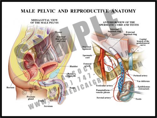 Medical Illustration of Male Pelvic and Reproductive Anatomy
