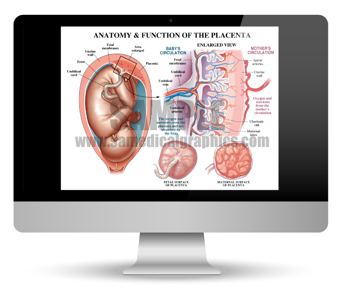 Breast Anatomy - S&A Medical Graphics