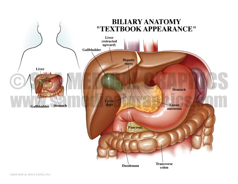 Biliary Anatomy Medical Illustration