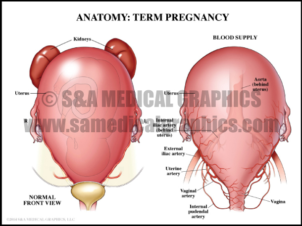Term Pregnancy Uterus Anatomy