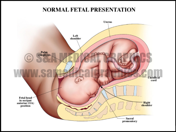 Normal Fetal Presentation