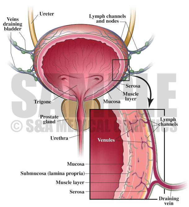 Bladder Anatomy Medical Illustration