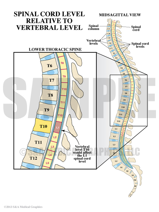 Lower Thoracic Spine Medical Illustration