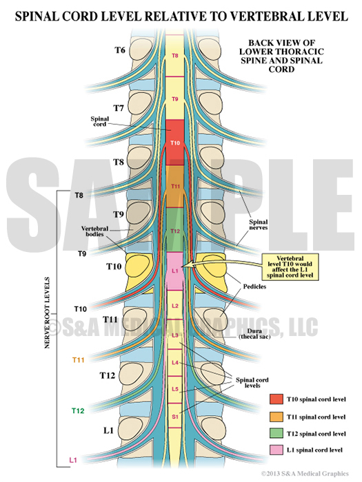 spinal cord medical illustration