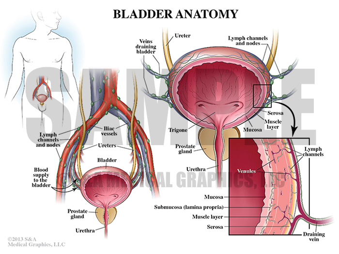 Bladder Anatomy Exhibit Medical Illustration