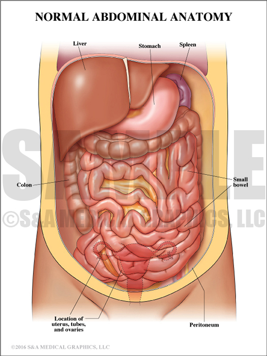 Normal Abdominal Anatomy Medical Illustration